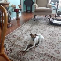 MountainView Veterinary Hospital ico