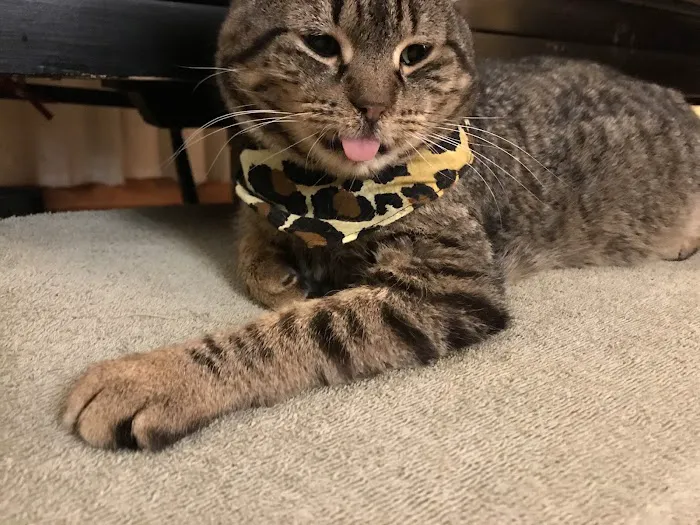 MountainView Veterinary Hospital Picture 9