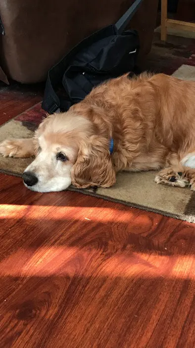 MountainView Veterinary Hospital Picture 6