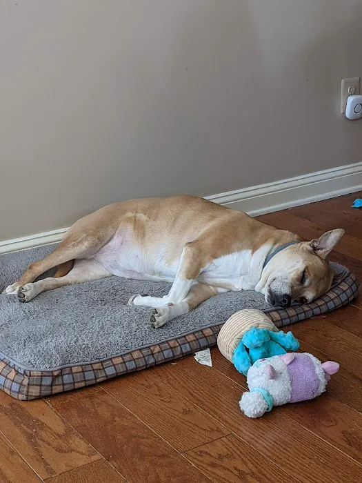 All Creatures Great and Small Animal Hospital and Urgent Care Picture 7