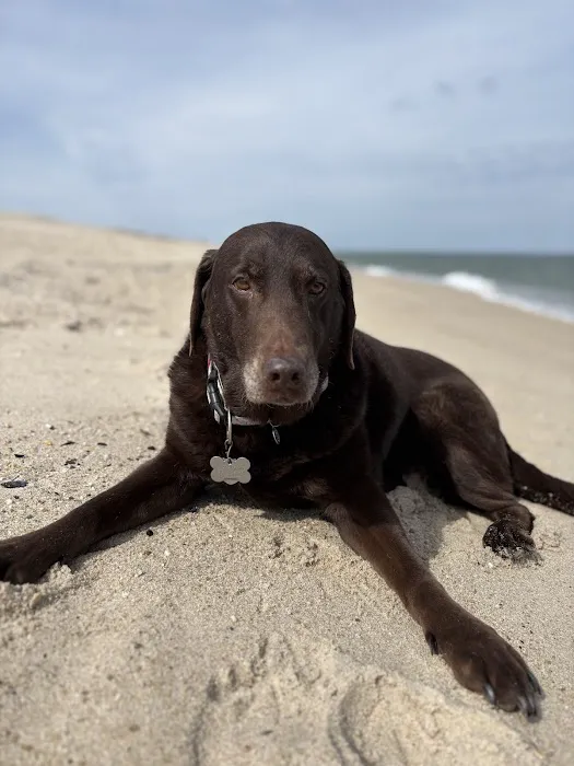 All Creatures Great and Small Animal Hospital and Urgent Care Picture 4