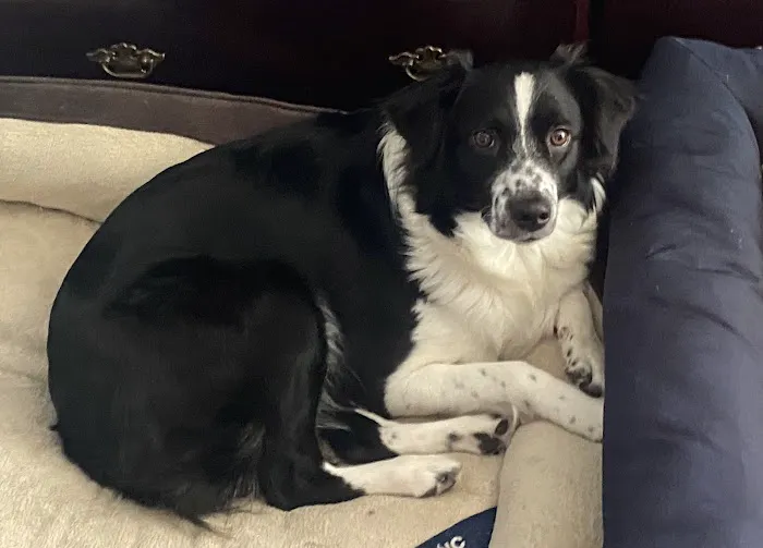 All Creatures Great and Small Animal Hospital and Urgent Care Picture 5