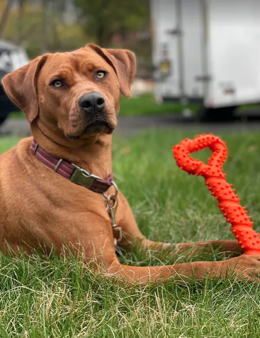 All Creatures Great and Small Animal Hospital and Urgent Care Picture 9