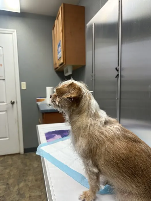 All Creatures Great and Small Animal Hospital and Urgent Care Picture 6