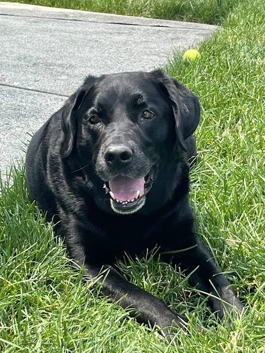 All Creatures Great and Small Animal Hospital and Urgent Care Picture 8