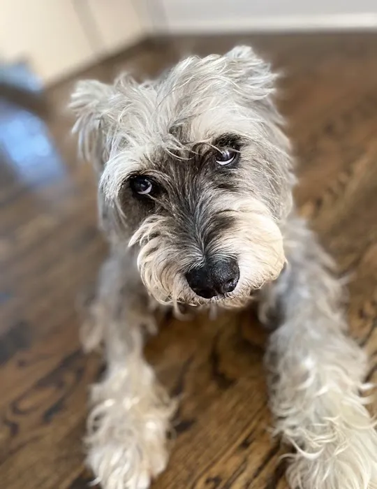 All Creatures Great and Small Animal Hospital and Urgent Care Picture 3