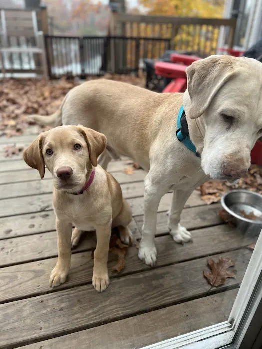 All Creatures Great and Small Animal Hospital and Urgent Care Picture 1