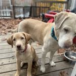 All Creatures Great and Small Animal Hospital and Urgent Care