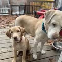 All Creatures Great and Small Animal Hospital and Urgent Care ico