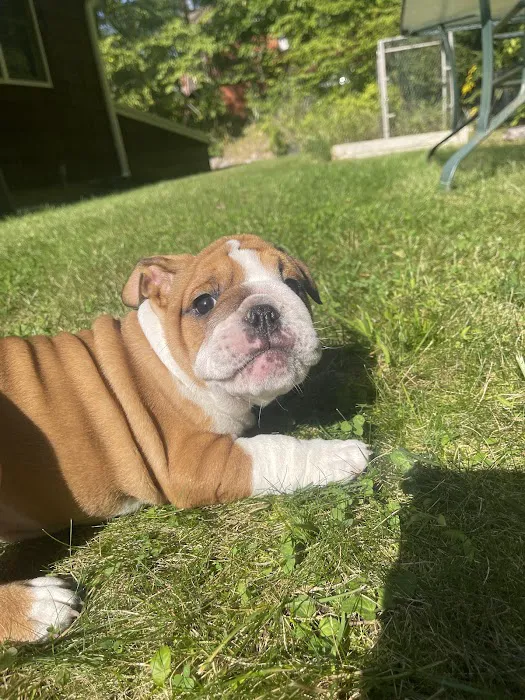 All Creatures Great and Small Animal Hospital and Urgent Care Picture 10