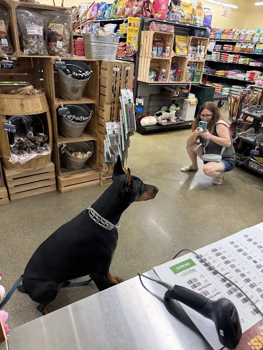 Hollywood Feed Picture 6