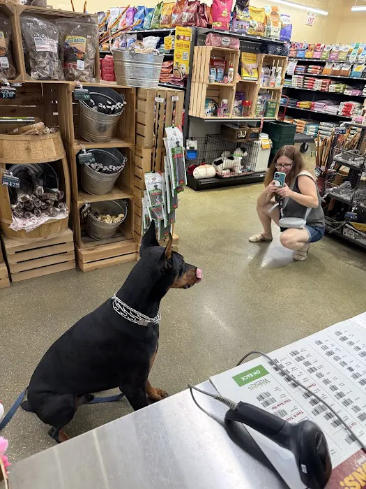 Hollywood Feed Picture 5