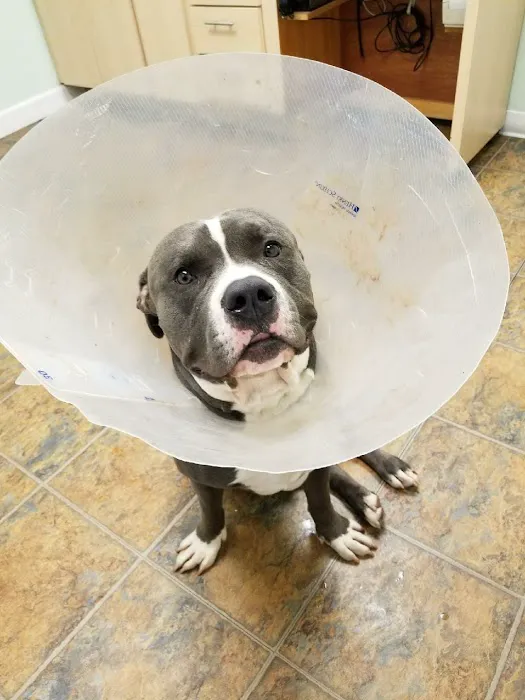 Denville Animal Hospital Picture 8