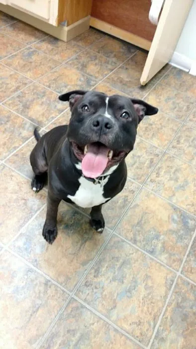 Denville Animal Hospital Picture 7