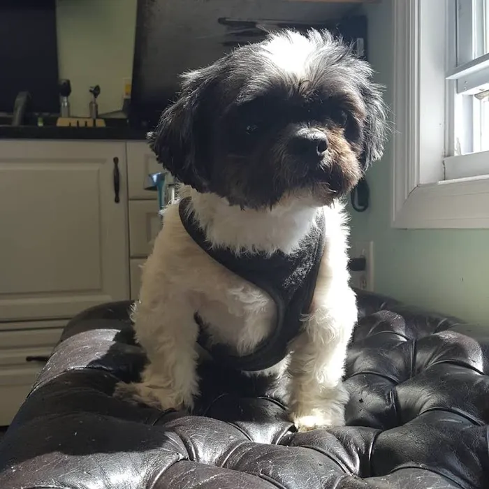 Denville Animal Hospital Picture 9