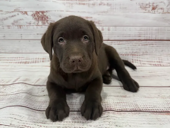Petland Raleigh, North Carolina Picture 2