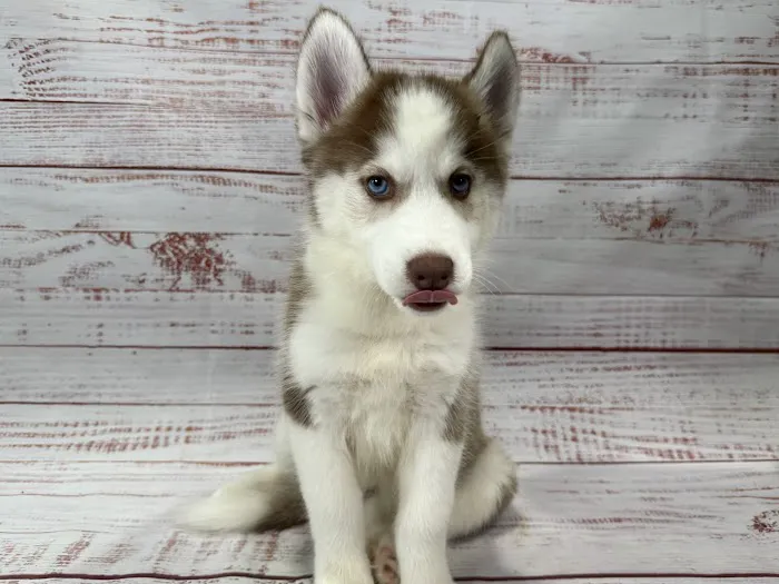 Petland Raleigh, North Carolina Picture 4