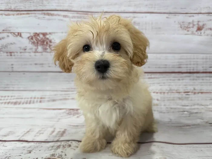 Petland Raleigh, North Carolina Picture 3