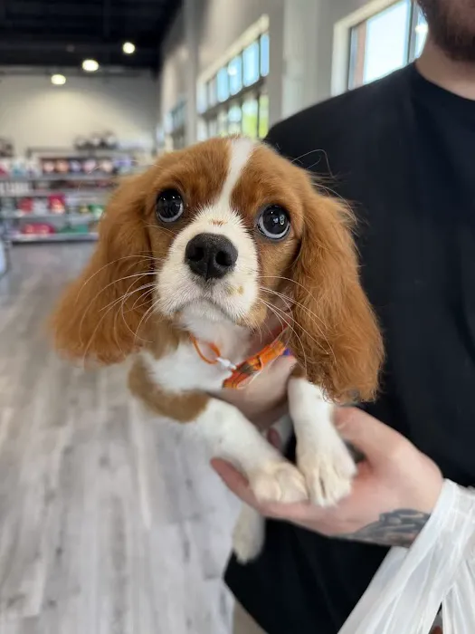 Petland Raleigh, North Carolina Picture 10
