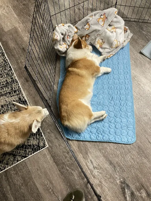 Community Animal Hospital Picture 7