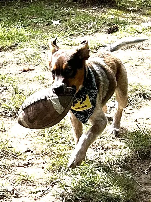 Community Animal Hospital Picture 2