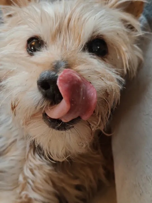 Community Animal Hospital Picture 3