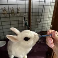 Community Animal Hospital ico