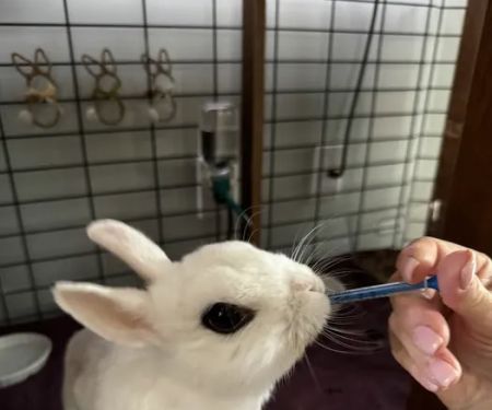 Community Animal Hospital