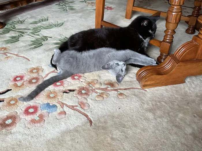 Community Animal Hospital Picture 4