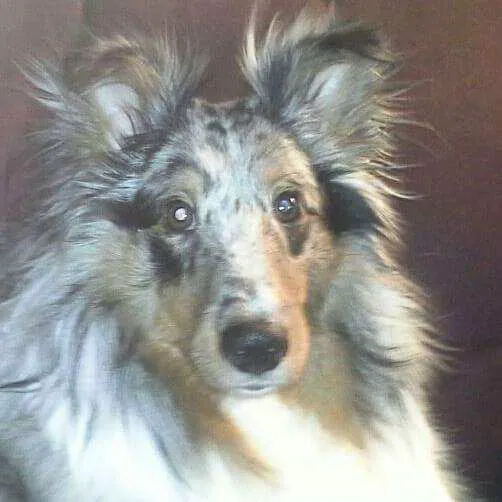 Community Animal Hospital Picture 5