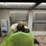 Petco