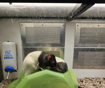 Petco