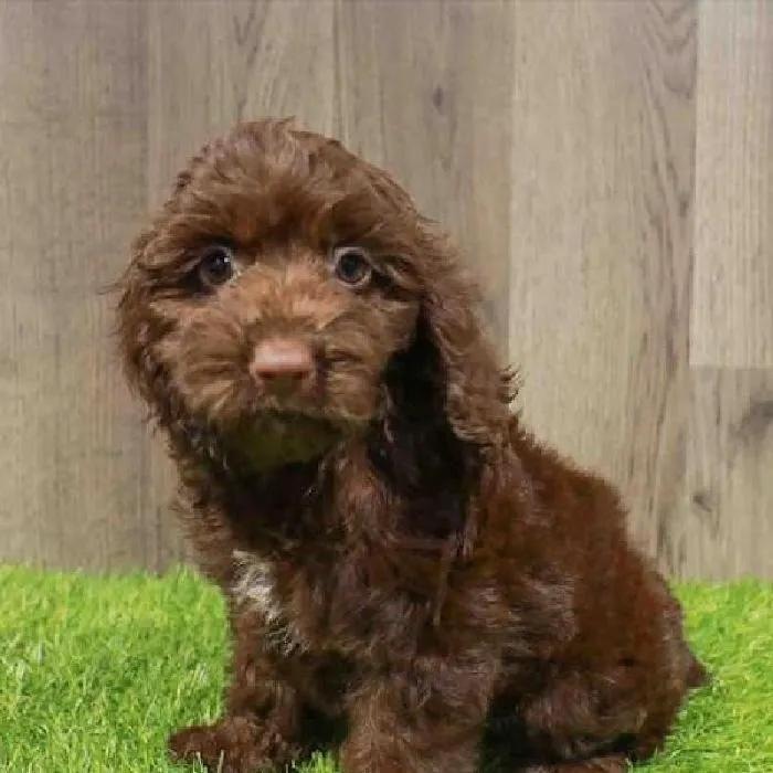 Waggles Raleigh Picture 2