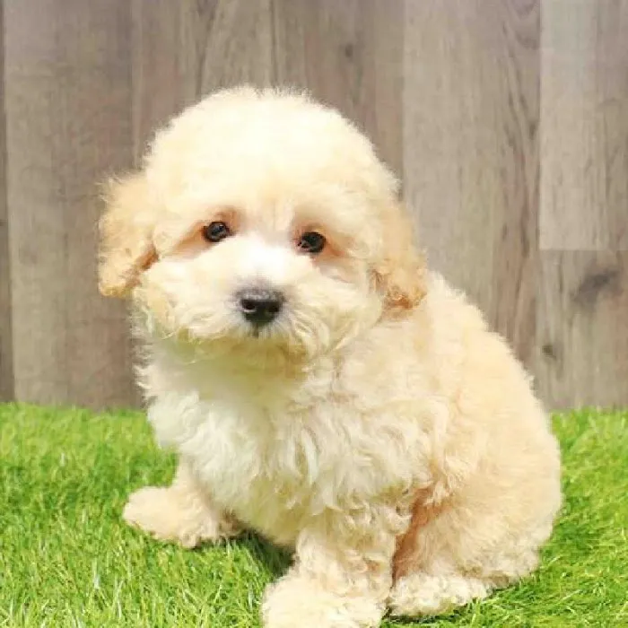 Waggles Raleigh Picture 7