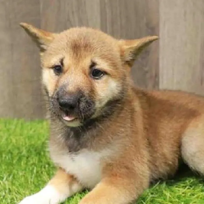 Waggles Raleigh Picture 5