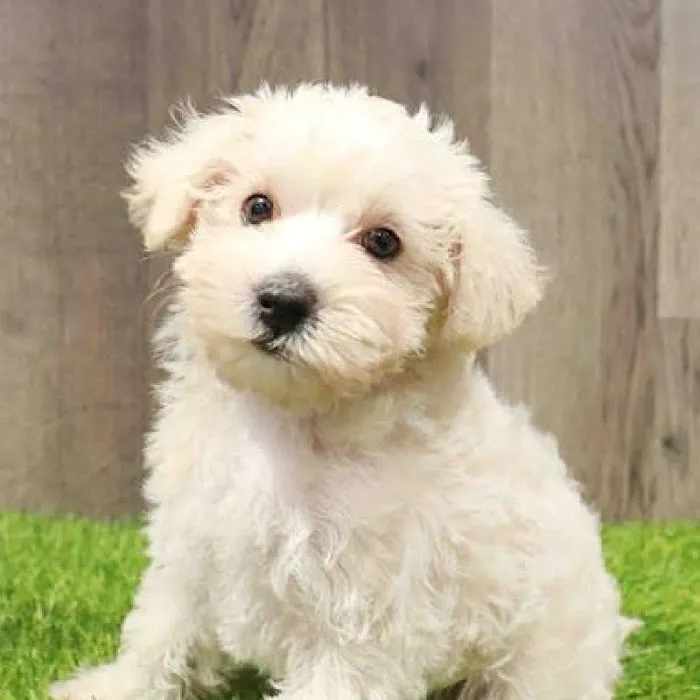 Waggles Raleigh Picture 3