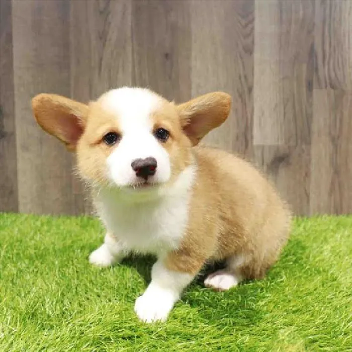 Waggles Raleigh Picture 10