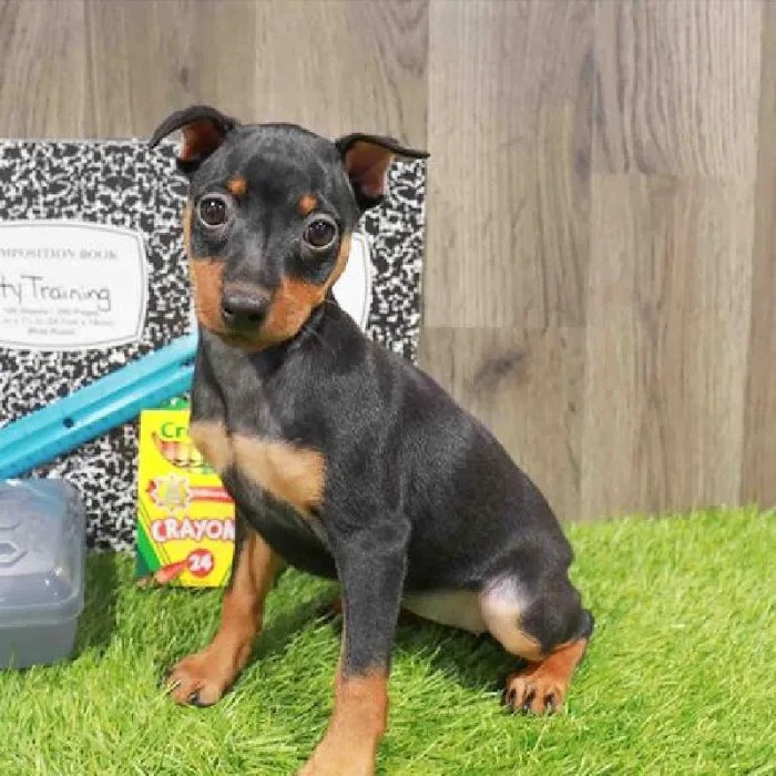 Waggles Raleigh Picture 9