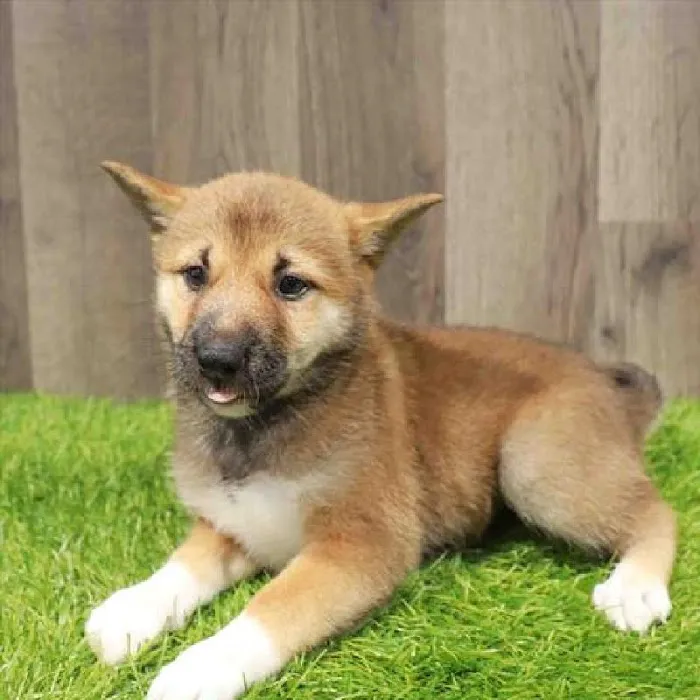 Waggles Raleigh Picture 8