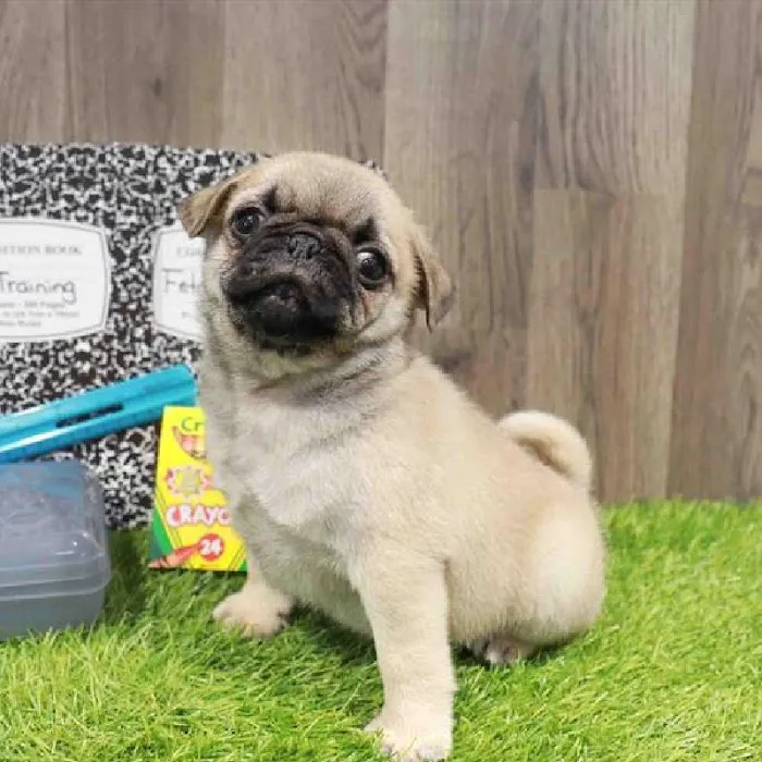 Waggles Raleigh Picture 4