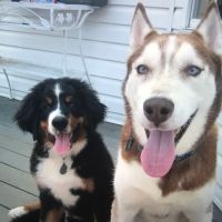 South Brunswick Animal Hospital ico
