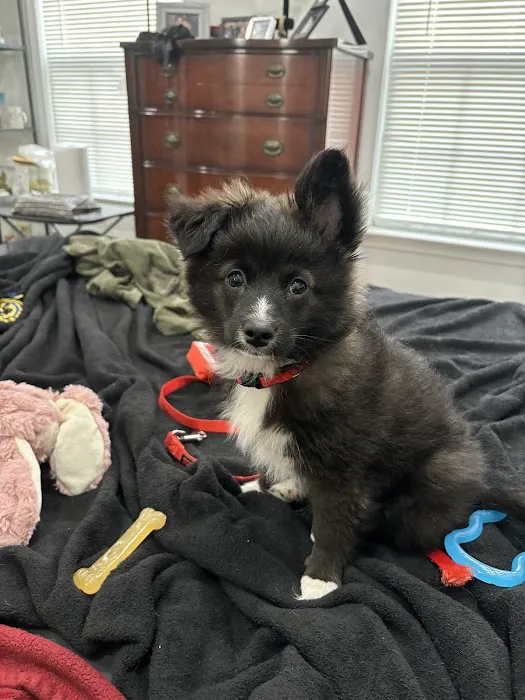 South Brunswick Animal Hospital Picture 6