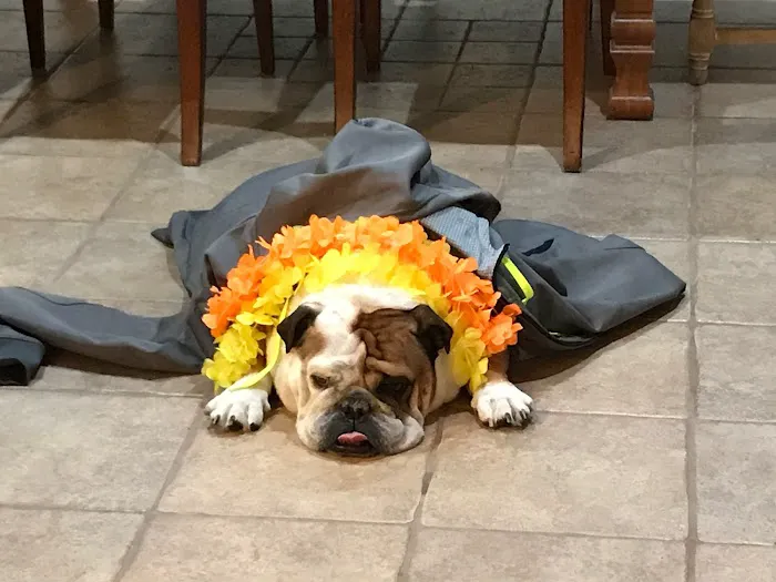 South Brunswick Animal Hospital Picture 10