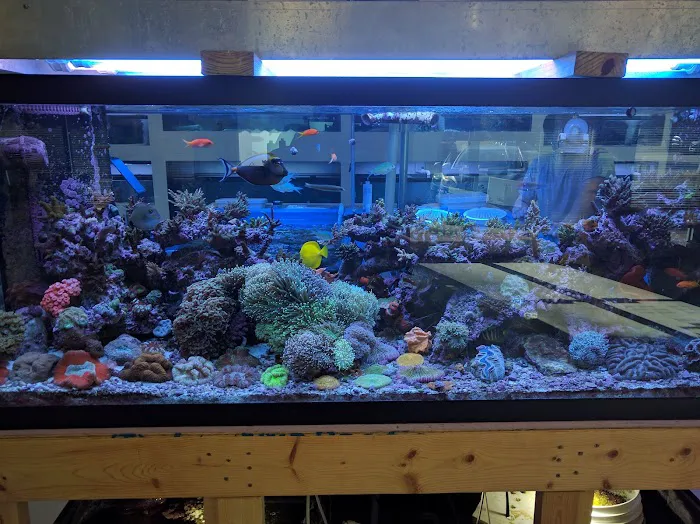 Fintastic Aquariums of Wake County Inc Picture 4