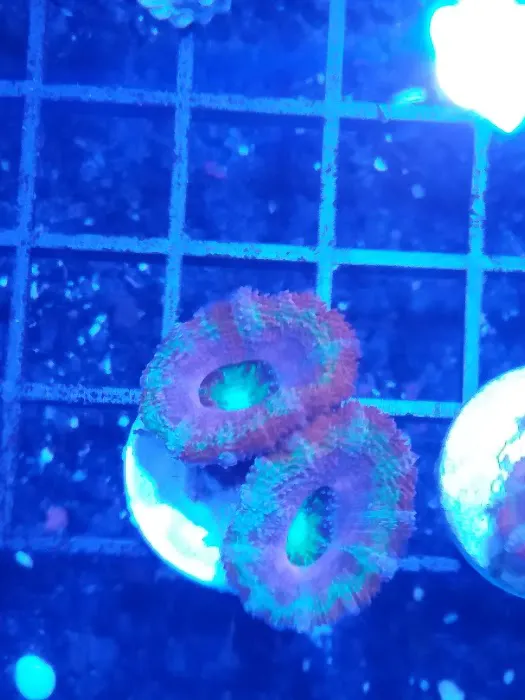 Fintastic Aquariums of Wake County Inc Picture 7