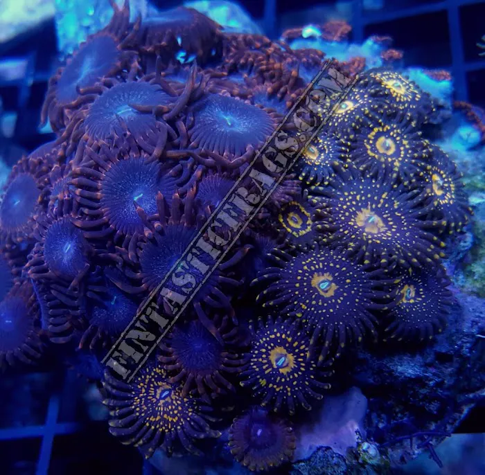 Fintastic Aquariums of Wake County Inc Picture 10