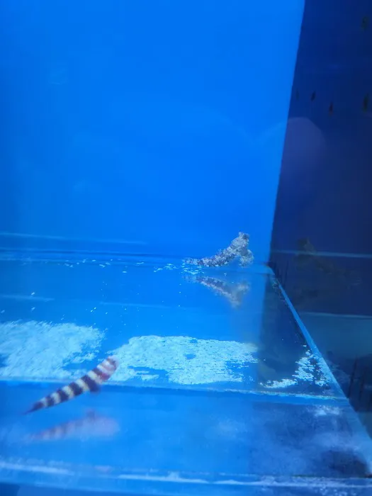 Fintastic Aquariums of Wake County Inc Picture 3