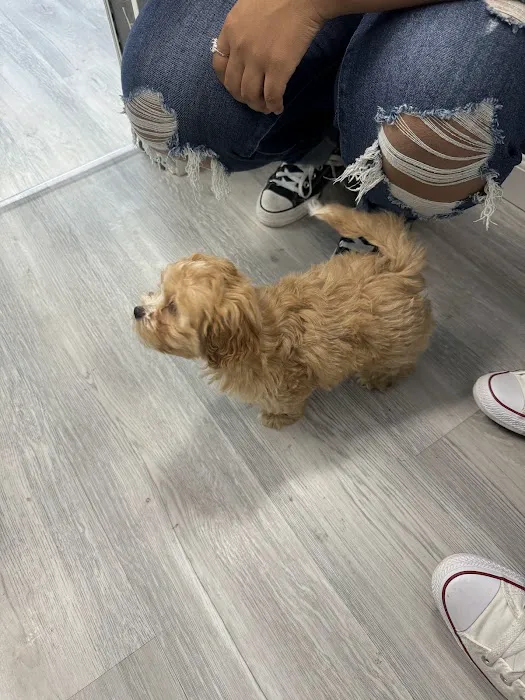 Superstar Puppies For Sale Raleigh Picture 1