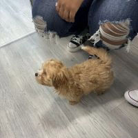 Superstar Puppies For Sale Raleigh ico