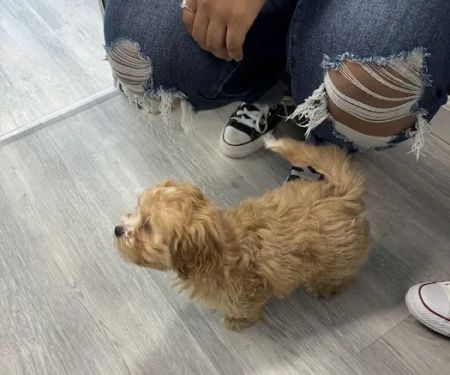 Superstar Puppies For Sale Raleigh